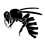abeille_noire